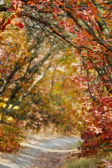 autumn background image