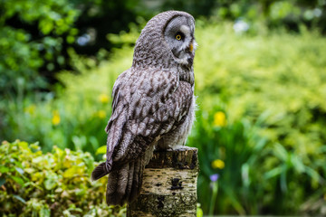 Great Owl