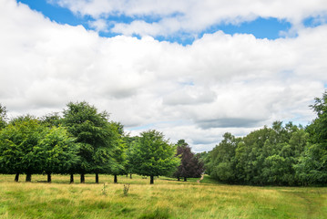 Obraz premium Green Landscape in the Park with Blue Sky and Fluffy White Clouds during Summer. England, Uk