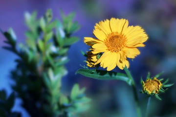 Colorful wildflowers blossoming in field