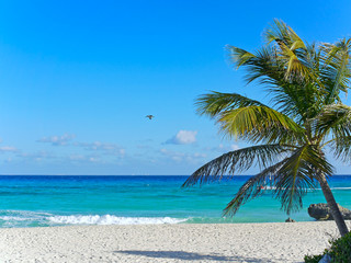 Naklejka na ściany i meble palm tree on caribbean tropical beach