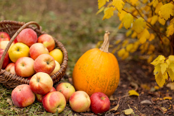 Organic ripe fruit in basket in autumn garden. Fresh apples and pumpkin in nature.