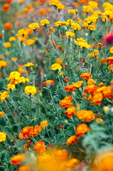 Tagetes (Safari Queen marigolds) flowers.Beautiful summer garden/Plantation of Yellow and Orange Flowers in the Garden.Natural background of Marigold and Tagetes flowers in the meadow, selective focus