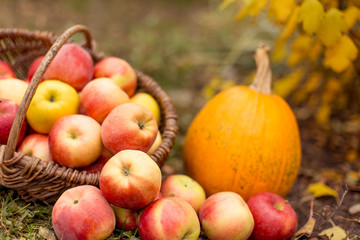 Naklejka na ściany i meble Organic ripe fruit in basket in autumn garden. Fresh apples and pumpkin in nature.