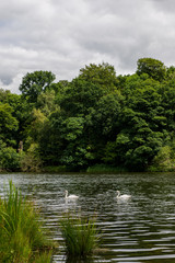 Green Landscape in the Park