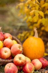 Naklejka na ściany i meble Organic ripe fruit in basket in autumn garden. Fresh apples and pumpkin in nature.