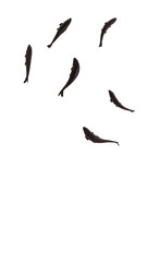 Black fishes isolated on white background, 3D rendering