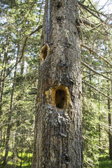 737 - holes on the trunks deglia trees
