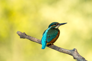 Kingfisher