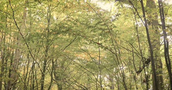 English woodland: Autumnal glade, Epping Forest. Tilt reveal.