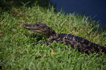 Baby Florida Alligator