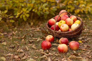 Organic ripe fruit in basket in autumn garden. Fresh harvest of apples. Nature fruit concept.