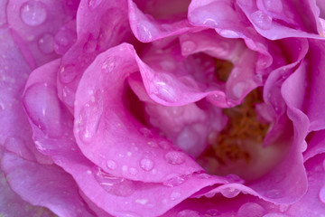 Beautiful pink rose closeup.