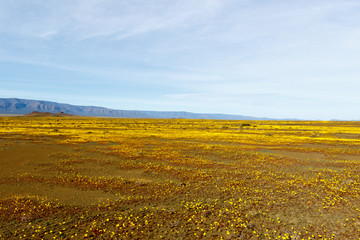 Yellow and Flat Tankwa Karoo