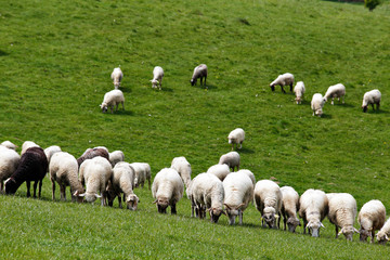 Fototapeta premium Sheep herd in a green meadow. Spring fields and meadows