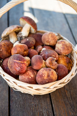 Freshly Picked Mushrooms Boletus  in the Basket