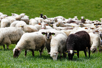 Obraz na płótnie Canvas Sheep herd in a green meadow. Spring fields and meadows