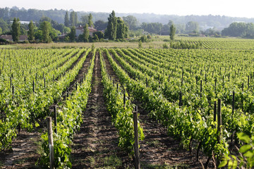 Fototapeta na wymiar Vignes - Région bordelaise
