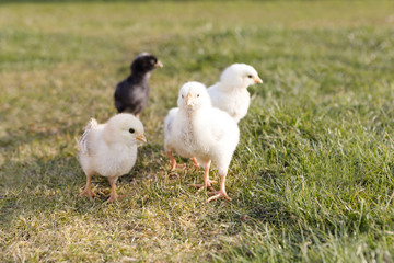 Newborn chicken on a meadow