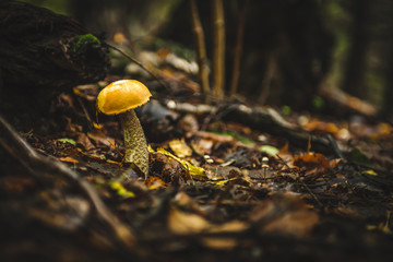 Aspen mushroom close up in the autumn wood.