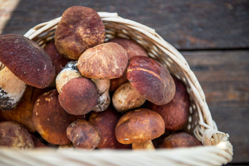 Freshly Picked Mushrooms Boletus  in the Basket