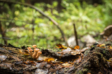 Honey mushrooms cling to side of tree.