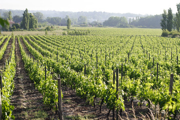 Fototapeta na wymiar Vignes - Région bordelaise