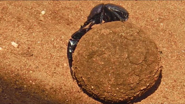Ball of excrement rolled by two dung beetles on the sand ground in the Serengeti National Park, Tanzania in Africa.