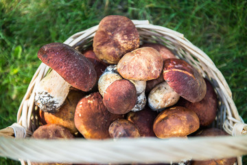 Freshly Picked Mushrooms Boletus  in the Basket