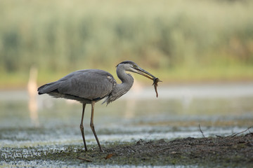 Grey Heron fishing