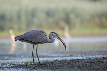 Grey Heron fishing