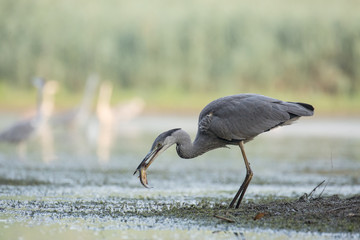 Grey heron fishing