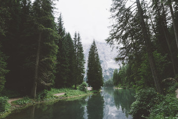 Trees and forest in Braies lake - 121596531