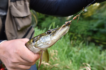 Closeup of pike caught by fisherman