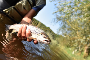 Fly-fisherman catching sea trout in river