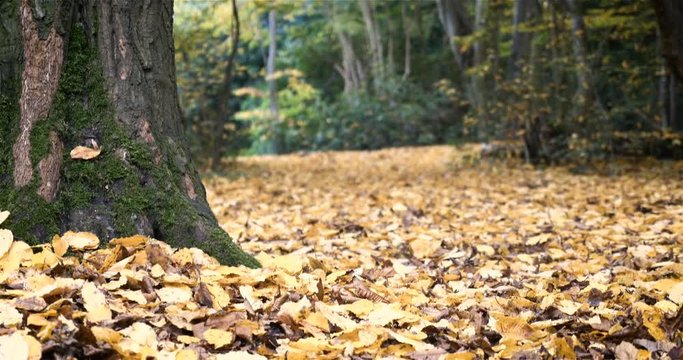English woodland: Autumnal scene in Epping Forest