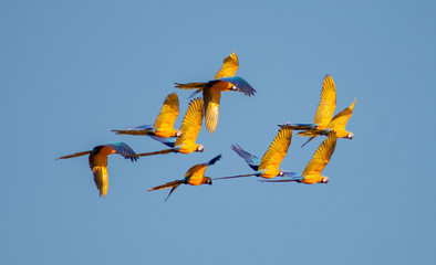 Big Blue and yellow Macaw in sky  of amazon