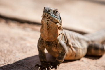 Leguan auf Steinplatte