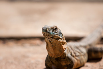 Leguan auf Steinplatte