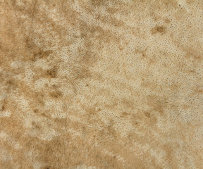 Close up leather  skin texture background
