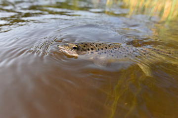 Closeup of brown trout being hooked by fishing line