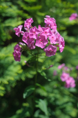 Pink flower isolated