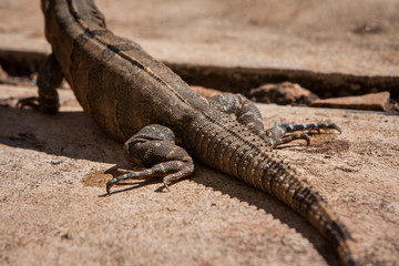 Leguan geniet die Hitze Mexikos