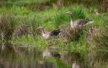 Geese family
