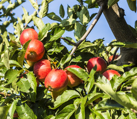 Red apples grow on a branch against blue sky