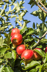 Red apples grow on a branch against blue sky