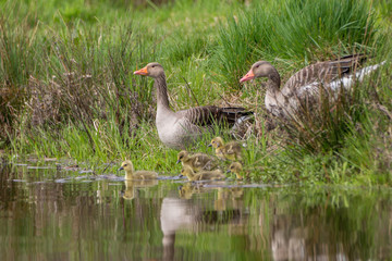 Geese family