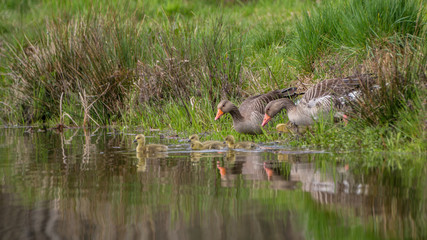 Geese family