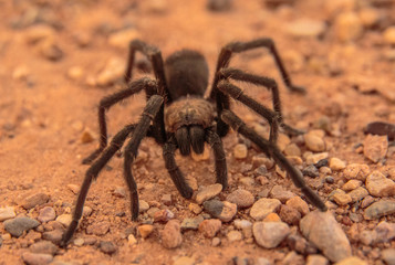 Desert Tarantula