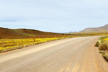 Brown and Yellow Road Leading to Tankwa Karoo